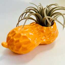 Candy Peanuts Air Plant Holder/ Fake Food/Food Decor/Dopamine Decor/Maximalist Decor/Pop Art/ Food Prop/ Gift Idea/ Kitchen Decor/Weird Art - thumbnail 3