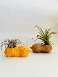 Candy Peanuts Air Plant Holder/ Fake Food/Food Decor/Dopamine Decor/Maximalist Decor/Pop Art/ Food Prop/ Gift Idea/ Kitchen Decor/Weird Art - thumbnail 1