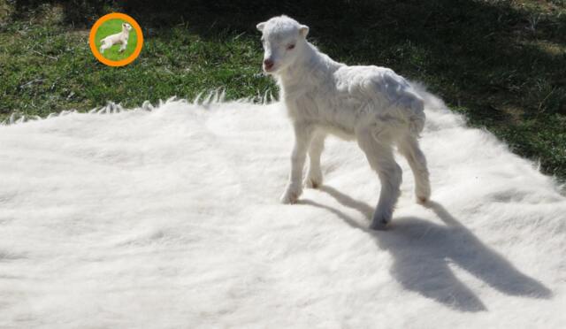 Handmade Wool Shaggy Blanket White Woven Rug, Sofa Cover - image 1