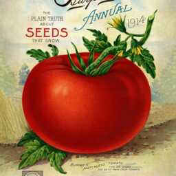 Reprint Of A Vintage Tomato Seed Company Poster - thumbnail 2
