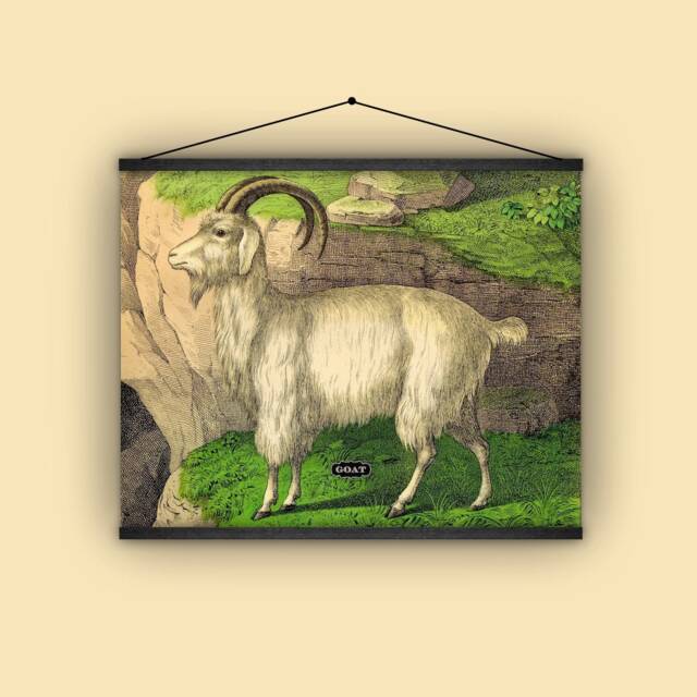 Goat, Animal, Natural History, 1880S, Wall Hanging, Farmhouse, Educational Chart, Pull Down Vintage Art, Antique Image, Nature - image 1