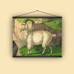 Goat, Animal, Natural History, 1880S, Wall Hanging, Farmhouse, Educational Chart, Pull Down Vintage Art, Antique Image, Nature - thumbnail 1