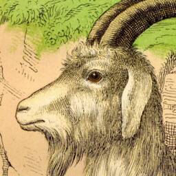 Goat, Animal, Natural History, 1880S, Wall Hanging, Farmhouse, Educational Chart, Pull Down Vintage Art, Antique Image, Nature - thumbnail 2