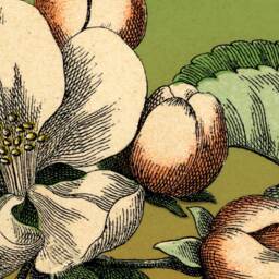 Floral, Botanical, Apple Blossoms, Garden, Wall Hanging, Banner, Antique, Vintage, Natural History, Pull Down Chart - thumbnail 2