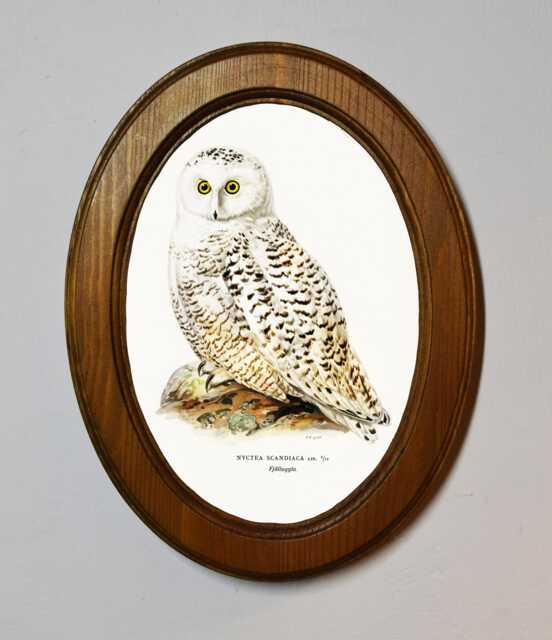 Light Oak Oval Wooden Framed Art Print, Snowy Owl, Von Wright Brothers, A Bird Illustration - image 1