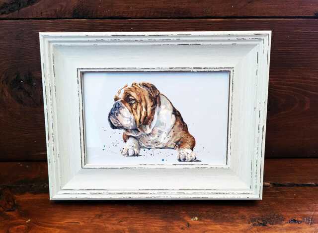 English Bulldog Print 17x12cm - White Rustic Frame - Wrinkly Breed Wall Art, Gift For Owners - image 1