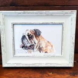 English Bulldog Print 17x12cm - White Rustic Frame - Wrinkly Breed Wall Art, Gift For Owners - thumbnail 2
