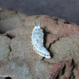 Uleo The Nudibranch - Dermatobranchus Caeruleomaculatus - thumbnail 4
