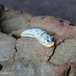 Uleo The Nudibranch - Dermatobranchus Caeruleomaculatus - thumbnail 2