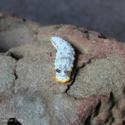 Uleo The Nudibranch - Dermatobranchus Caeruleomaculatus - thumbnail 3