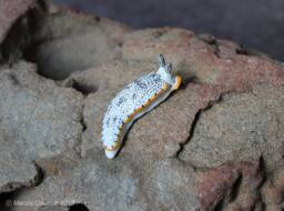 Uleo The Nudibranch - Dermatobranchus Caeruleomaculatus - thumbnail 1