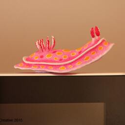 Rato The Nudibranch - Ceratosoma Amoena - thumbnail 2