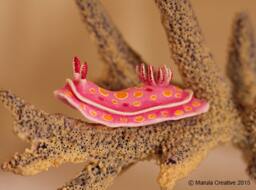 Rato The Nudibranch - Ceratosoma Amoena