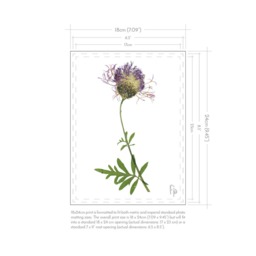 Centauria Scabiosa/Greater Knapweed Fine Art Prints - thumbnail 3