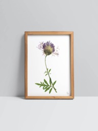 Centauria Scabiosa/Greater Knapweed Fine Art Prints - thumbnail 1