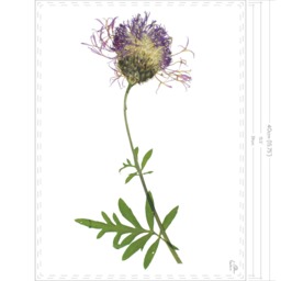 Centauria Scabiosa/Greater Knapweed Fine Art Prints - thumbnail 2