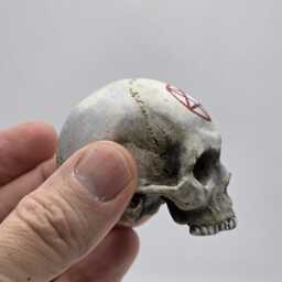 Solid Tiny Human Half Skull Ornament. Small Replica Plaster Of Paris Skull - thumbnail 2
