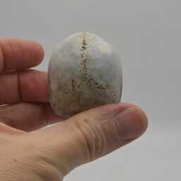 Solid Tiny Human Half Skull Ornament. Small Replica Plaster Of Paris Skull - thumbnail 4