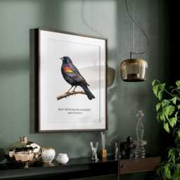 Red Winged Black Bird, Art Print, Bird Prints, Garden Birds, Lover Gift, Watching, Illustration, Wall Decor - thumbnail 3