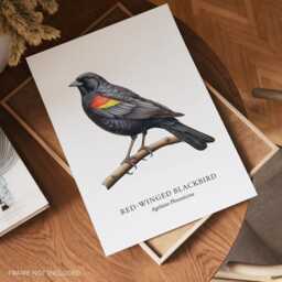 Red Winged Black Bird, Art Print, Bird Prints, Garden Birds, Lover Gift, Watching, Illustration, Wall Decor - thumbnail 2