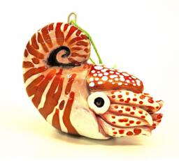 Nautilus Christmas Ornament - thumbnail 1