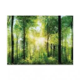 Scenic Forest Canvas Print, Sunlight Through Green Trees, Ready To Hang