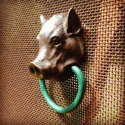 Pot-Bellied Pig - thumbnail 1