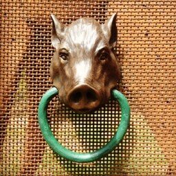 Pot-Bellied Pig - thumbnail 2
