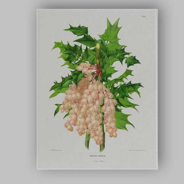Vintage Mahonia Japonica Botanical Berry Illustration Canvas Wall Art Print Decor Picture Ready To Hang - image 1