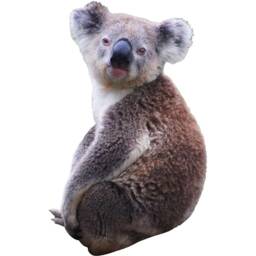 Koala Decal - Sticker Bear Wall Peel & Stick Animal Reusable Fabric Material Vwaq-Pas23 - thumbnail 2