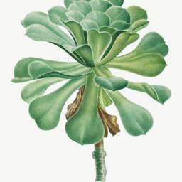Botanical Prints Vintage Succulent & Cactus Flower Art Illustrations - thumbnail 2