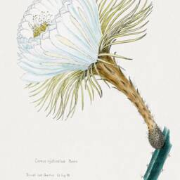 Botanical Prints Vintage Succulent & Cactus Flower Art Illustrations - thumbnail 3