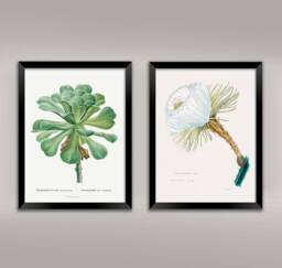 Botanical Prints Vintage Succulent & Cactus Flower Art Illustrations - thumbnail 1