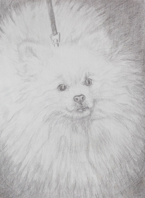 Pomeranian Silverpoint Original Drawing White Little Dog, Animal Portrait 24x32cm - image 1
