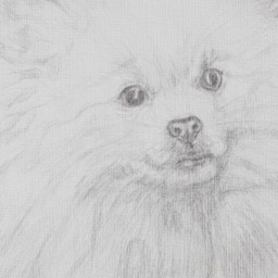 Pomeranian Silverpoint Original Drawing White Little Dog, Animal Portrait 24x32cm - thumbnail 2