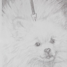 Pomeranian Silverpoint Original Drawing White Little Dog, Animal Portrait 24x32cm - thumbnail 3