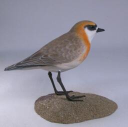 Mongolian Plover Hand Carved & Painted Water Bird - thumbnail 2