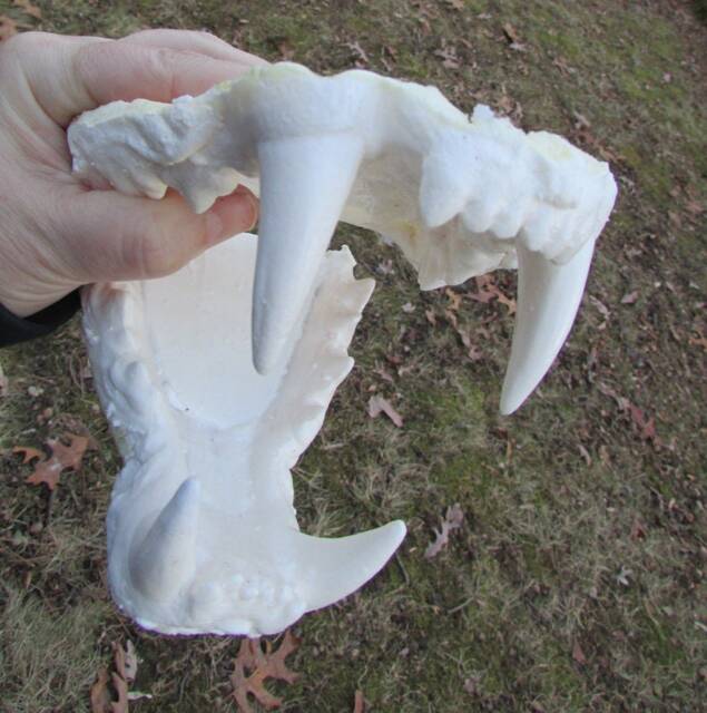 Ti-Liger Lion Tiger Hybrid Death Cast Replica Jaw - image 1