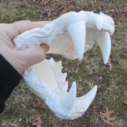 Ti-Liger Lion Tiger Hybrid Death Cast Replica Jaw - thumbnail 3