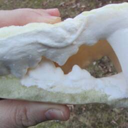 Ti-Liger Lion Tiger Hybrid Death Cast Replica Jaw - thumbnail 2