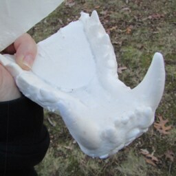 Ti-Liger Lion Tiger Hybrid Death Cast Replica Jaw - thumbnail 4