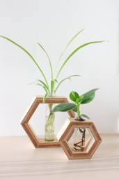 Hexagon Shaped Planter Made Out Of Wood With Glass Tube - For Flowers Or As Propagation Station Plants Wall Decor Flower Vase - thumbnail 1