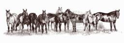 The Remuda Horse Limited Edition Art Print By B.bruckner in Graphite Pencil - thumbnail 1