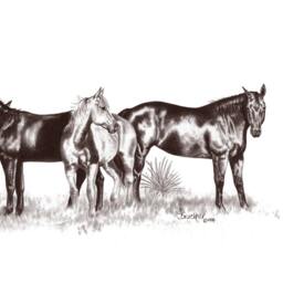 The Remuda Horse Limited Edition Art Print By B.bruckner in Graphite Pencil - thumbnail 3