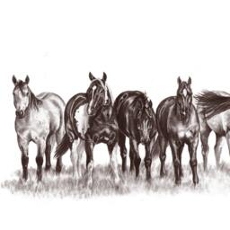 The Remuda Horse Limited Edition Art Print By B.bruckner in Graphite Pencil - thumbnail 2