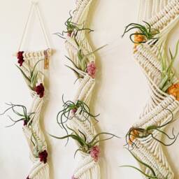 Air Plants & Plant Holder Set/Air Hanger/Macrame Hanger/Multiple Display/Air Terrarium/Plant Hanger - thumbnail 3