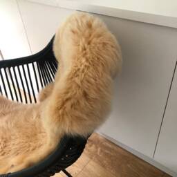 Deep Apricot Coloured Sheepskin Rug , Genuine Sheepskin, Chair Cover, Bed Cover Carpet Fur, Retro Luxury - thumbnail 3