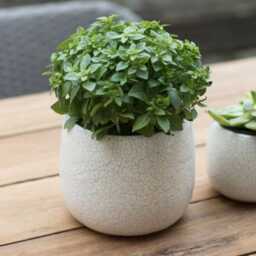 White Crackle Ravello Plant Pot - Ceramic Glazed Planter Home Decor Stoneware 2 Sizes - thumbnail 3