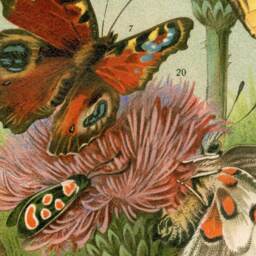 Gift For Her, Butterflies, Insects, Cocoons, Bugs, Garden, Nature, Natural History, Wall Hanging, Banner, Home Decor, 1880S - thumbnail 2