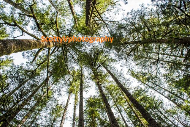 Save Oregon, Forest View, Photography , Tree Art, Nature Decor, Printable, Pines Photo, Print, Wall - image 1